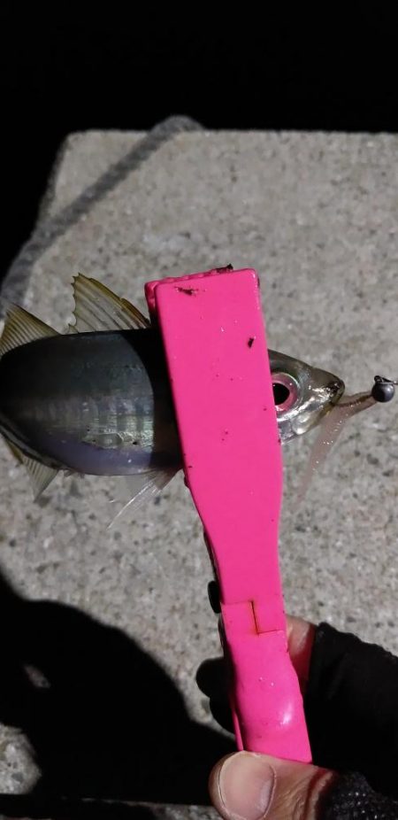 アジング～シーバス